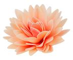Aster Peoniowy pudrowy - Daisy Decor